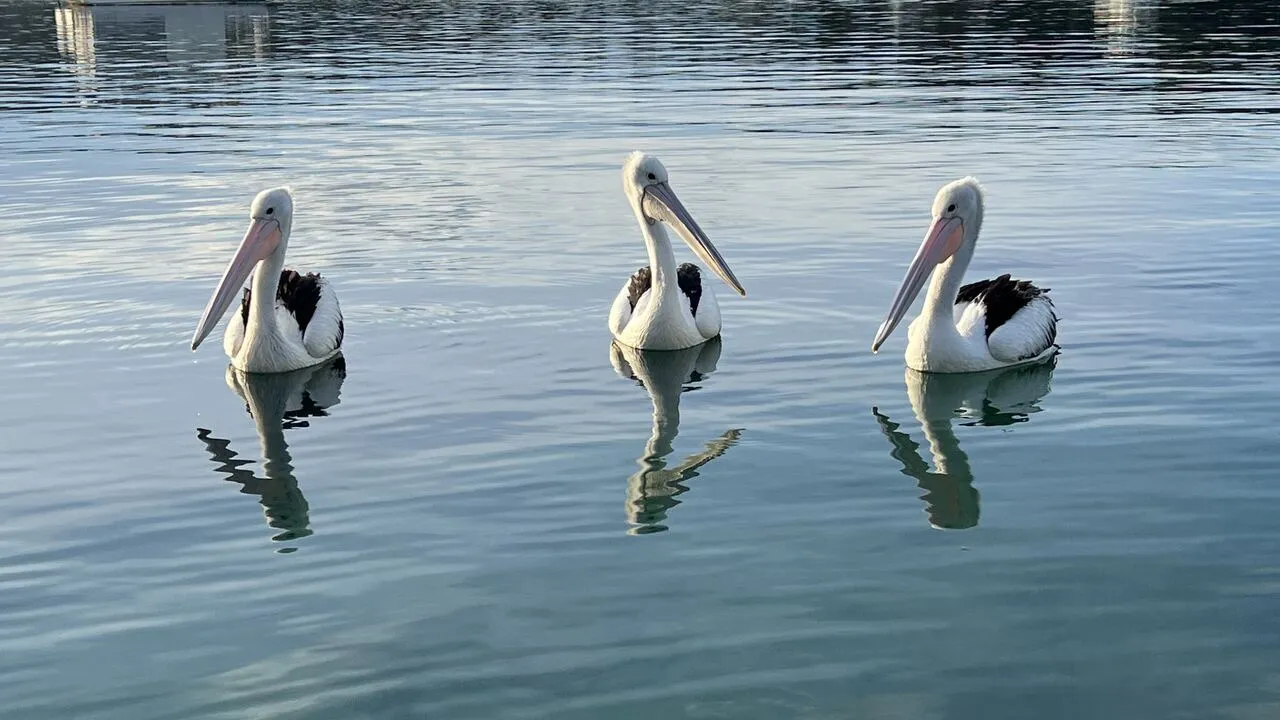 Mitchies Jetty, NSW